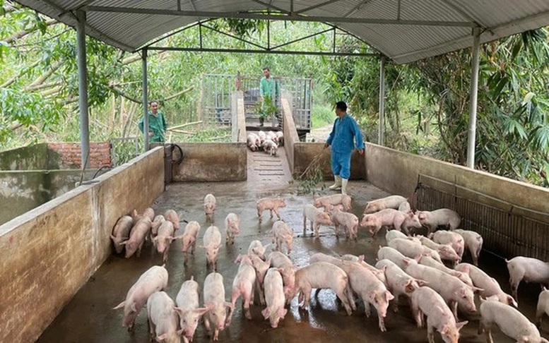 Thời tiết biến đổi thất thường kết hợp với hiện tượng vứt xác lợn bệnh xuống sông, kênh mương... làm phát tán virus dịch tả lợn châu Phi - Ảnh: VGP/Đỗ Hương