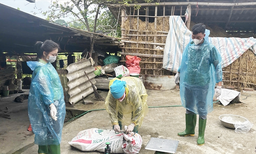 Lào Cai: Quyết liệt các biện pháp phòng, chống dịch tả lợn Châu Phi 1 Tổ chức thu gom để tiêu hủy lợn mắc dịch bệnh. (Ảnh Trọng Bảo)