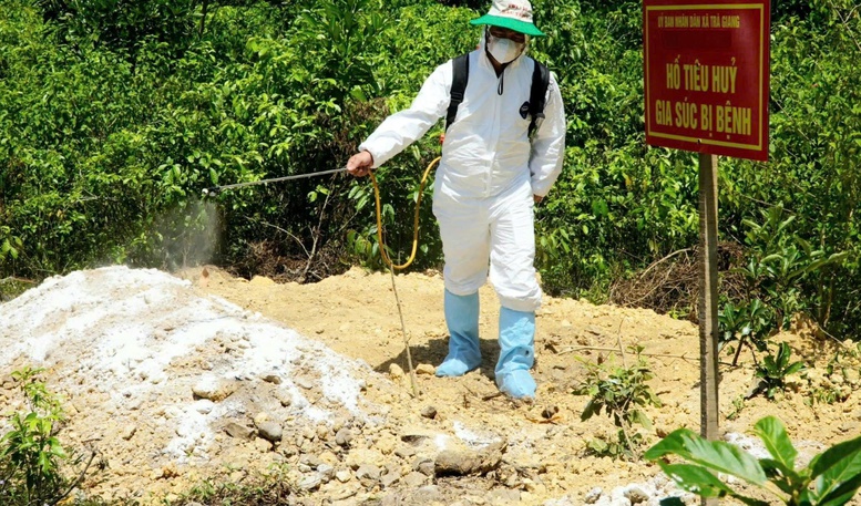 Miền Trung: Triển khai quyết liệt, đồng bộ giải pháp phòng, chống dịch tả lợn châu Phi 3 Lực lượng thú y tiêu hủy số lợn mắc bệnh