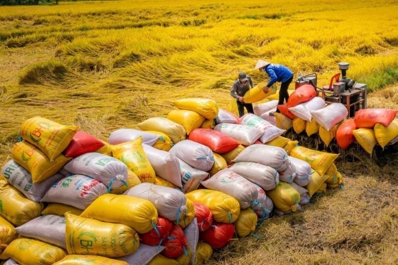 Gạo Việt vươn lên vị trí thứ 2 về xuất khẩu trên thế giới 2 7 tháng đầu năm 2025, Việt Nam đã xuất khẩu 5,5 triệu tấn gạo, trị giá 2,81 tỷ USD