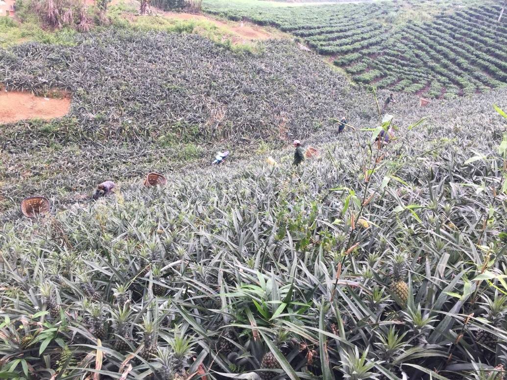 Gần 2.000 ha dứa phủ xanh vùng đất Bản Lầu (ảnh CTTĐT tỉnh Lào Cai )