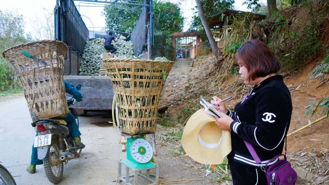 Dứa được lựa chọn là cây trồng mũi nhọn trong mục tiêu chuyển dịch cơ cấu kinh tế nông nghiệp của xã Bản Lầu (ảnh CTTĐT tỉnh Lào Cai )
