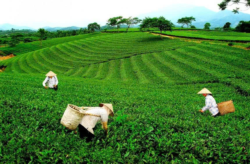 Cây chè đã trở thành cây trồng chủ lực góp phần phát triển kinh tế xây dựng nông thôn mới ở xã Phú Nhuận, tỉnh Lào Cai. (Ảnh Phụ Nữ Việt Nam)