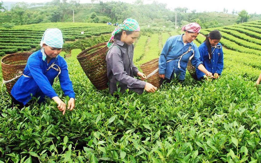 Chị em phụ nữ xã Phú Nhuận thu hoạch chè búp tươi. (Ảnh Phụ Nữ Việt Nam)