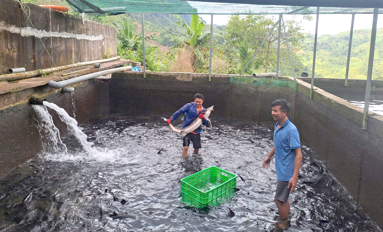 Hợp tác xã thủy sản cao nguyên Sìn Hồ (bản Ma Sao Phìn, xã Sìn Hồ) hiện còn rất nhiều cá tầm chưa thể bán do giá xuống thấp