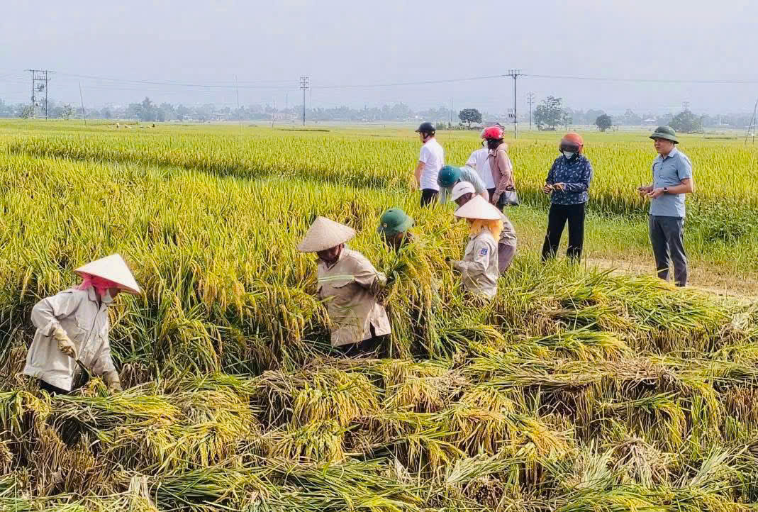 Phường Cầu Thia đẩy nhanh thu hoạch vụ mùa, chuẩn bị khẩn trương cho sản xuất vụ đông 2025 1 20105442 233f 4285 810c 01e626750fb6