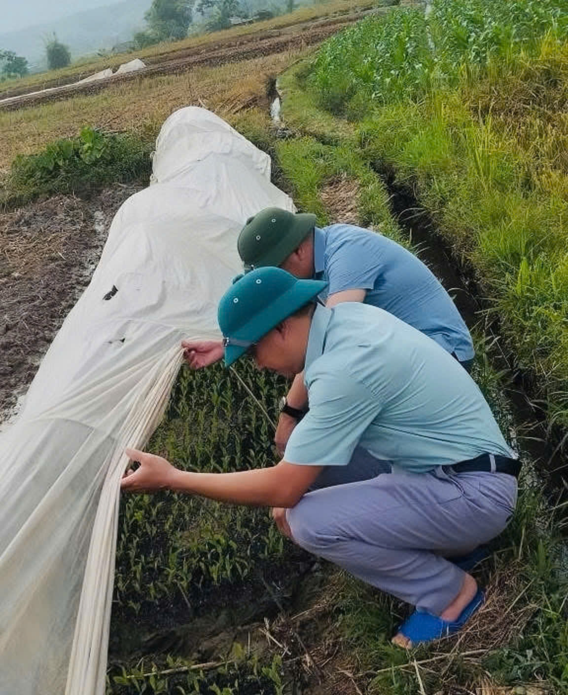 Phường Cầu Thia đẩy nhanh thu hoạch vụ mùa, chuẩn bị khẩn trương cho sản xuất vụ đông 2025 3 31847600 c4d0 422c 9115 913bc536771c