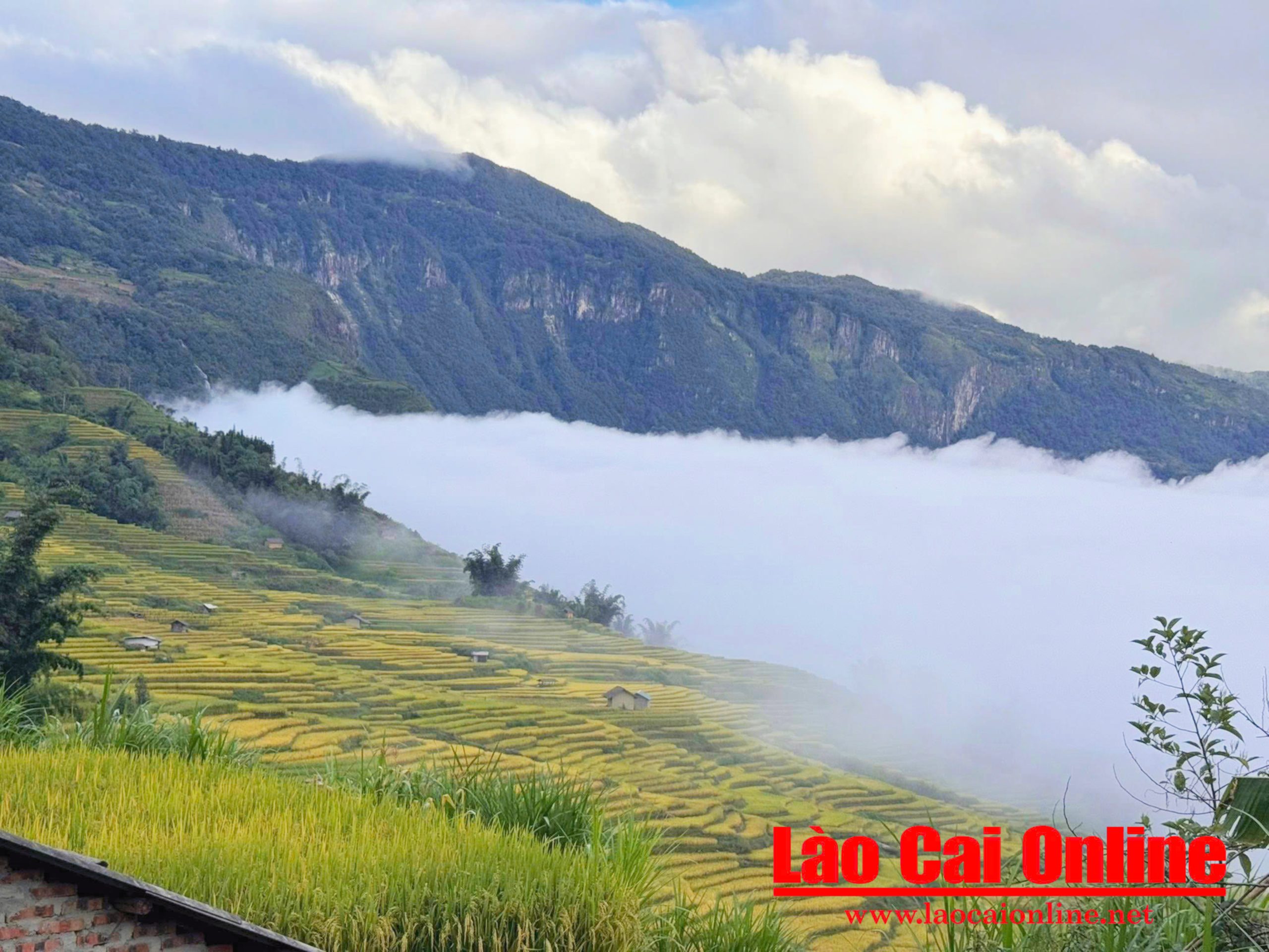 Vẻ đẹp bình yên mùa vàng trên ruộng bậc thang Y Tý 4 Những mảnh ruộng ẩn hiện bồng bềnh giữa tầng mây trắng muốt.