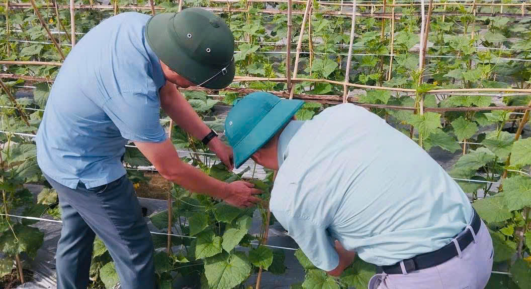 Phường Cầu Thia đẩy nhanh thu hoạch vụ mùa, chuẩn bị khẩn trương cho sản xuất vụ đông 2025 2 bfd108b2 c546 4729 8698 4961b9e43821