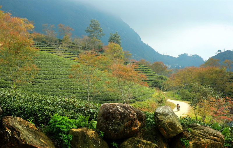 Đồi chè rộng lớn, xanh ngát chạy dọc trên các sườn đồi thuộc dãy Hoàng Liên Sơn (Nguồn: Báo dân tộc)