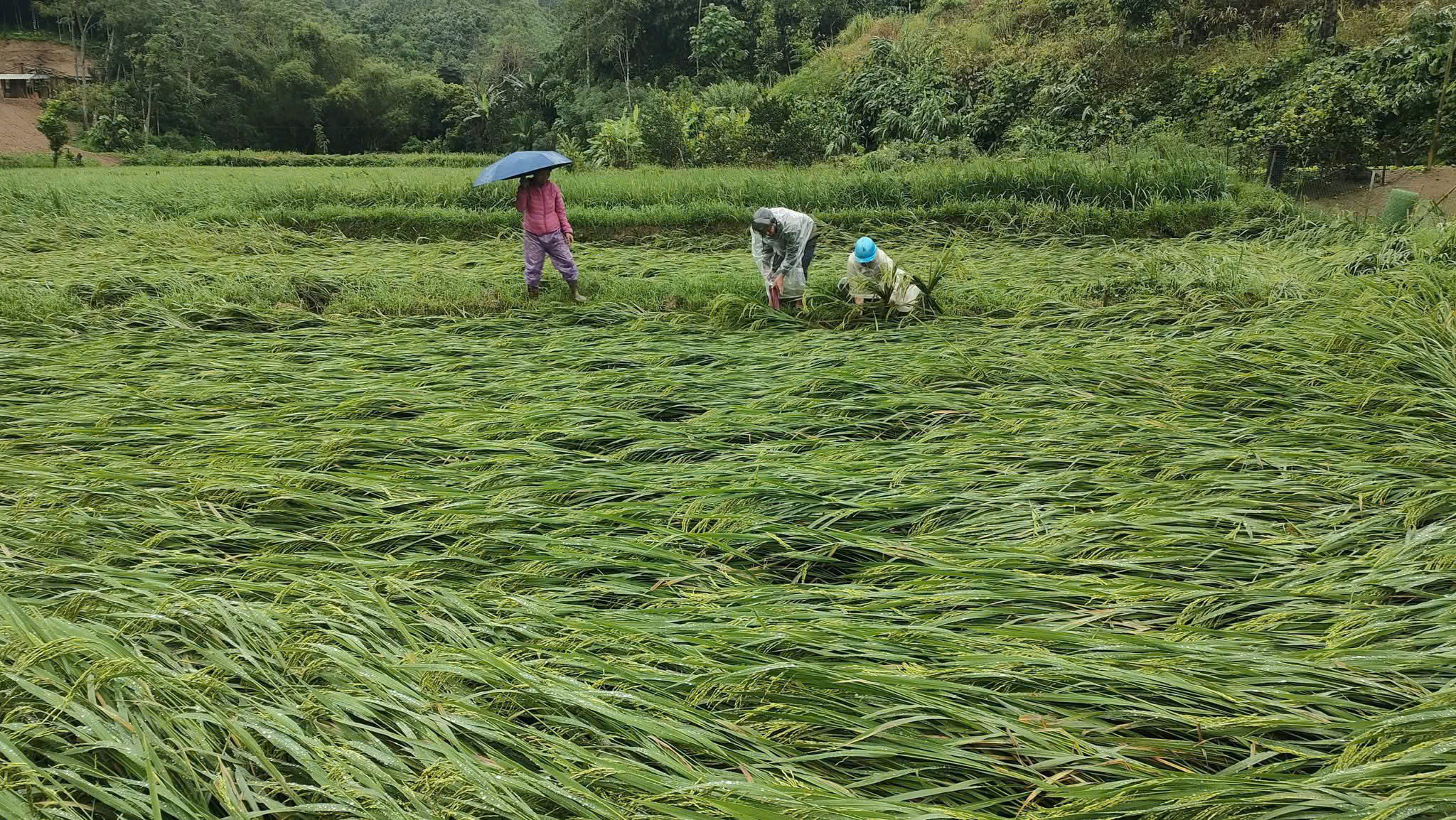 Xã Thượng Hà mưa to kèm theo gió lốc gây thiệt hại ước tổng giá trị thiệt hại trên 5,5 tỷ đồng 2 z7062639512266 9a092fc6be7a22b50f176094c5372dd3