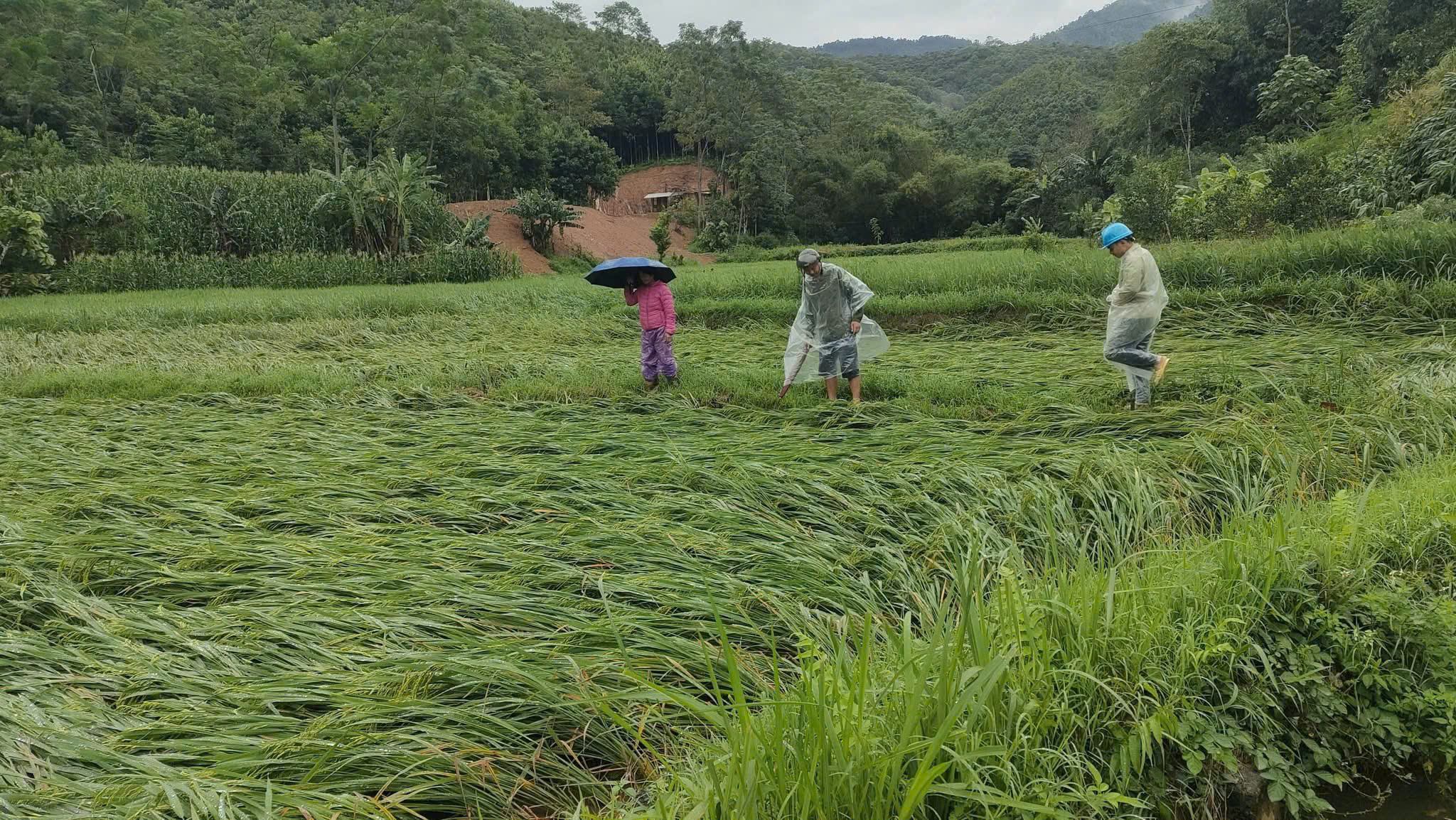 z7062639523360 610b53c2555c1580ed997283e43282ad