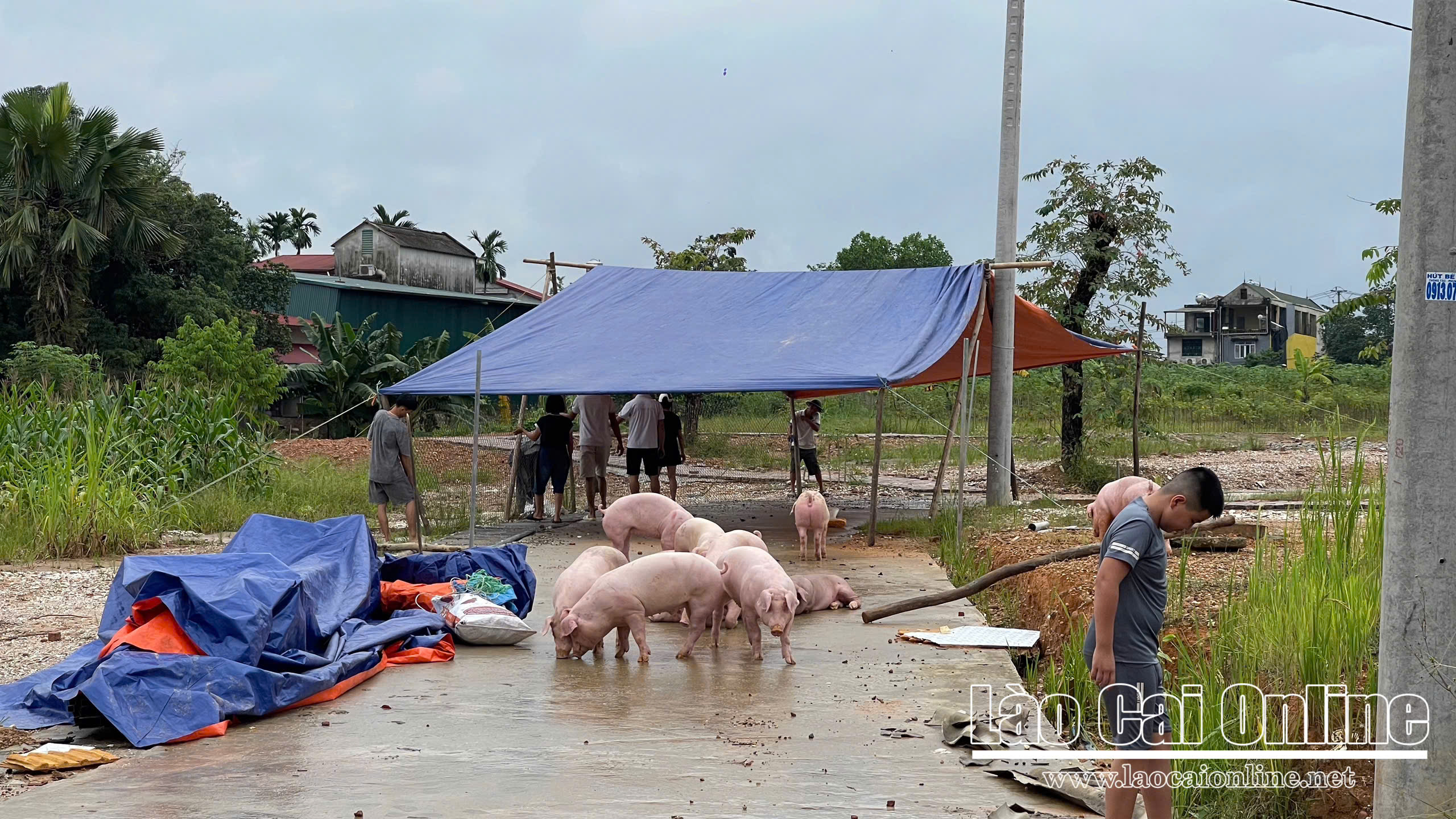 Nhiều khu vực tại Lào Cai ngập sâu sau mưa lớn, nguy cơ lũ ống và sạt lở đất rình rập 12 z7065463659563 1b026f3ece2ddb16fcbc7993cf550933
