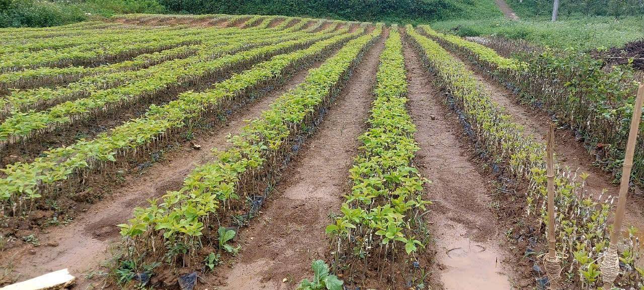 490322873 122115942842801210 5756466660366578612 n