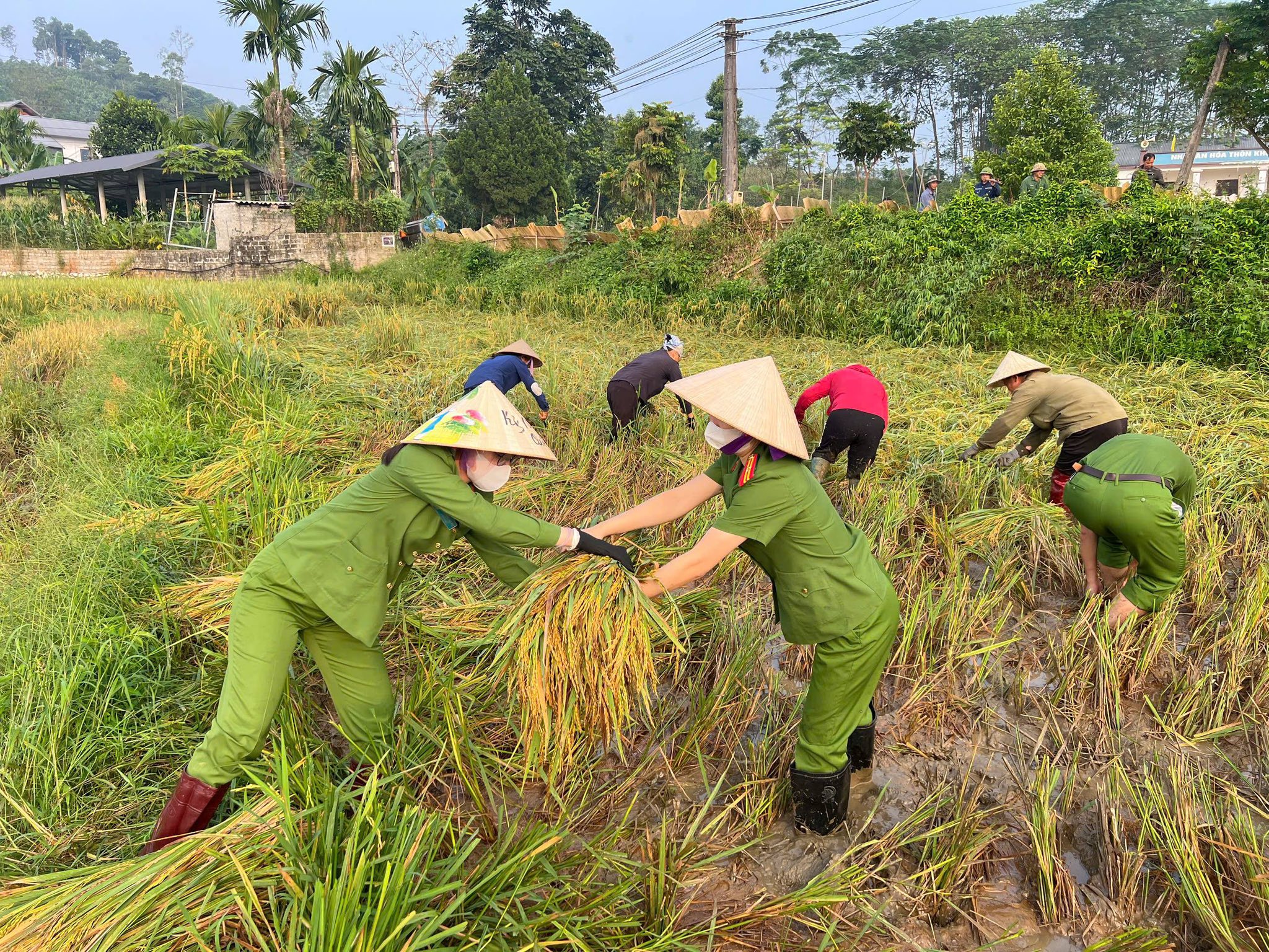 Cán bộ, hội viên phụ nữ Công an Lào Cai chung tay hỗ trợ dân nghèo ổn định cuộc sống 4 560182577 1133557912252775 5336166458058849199 n