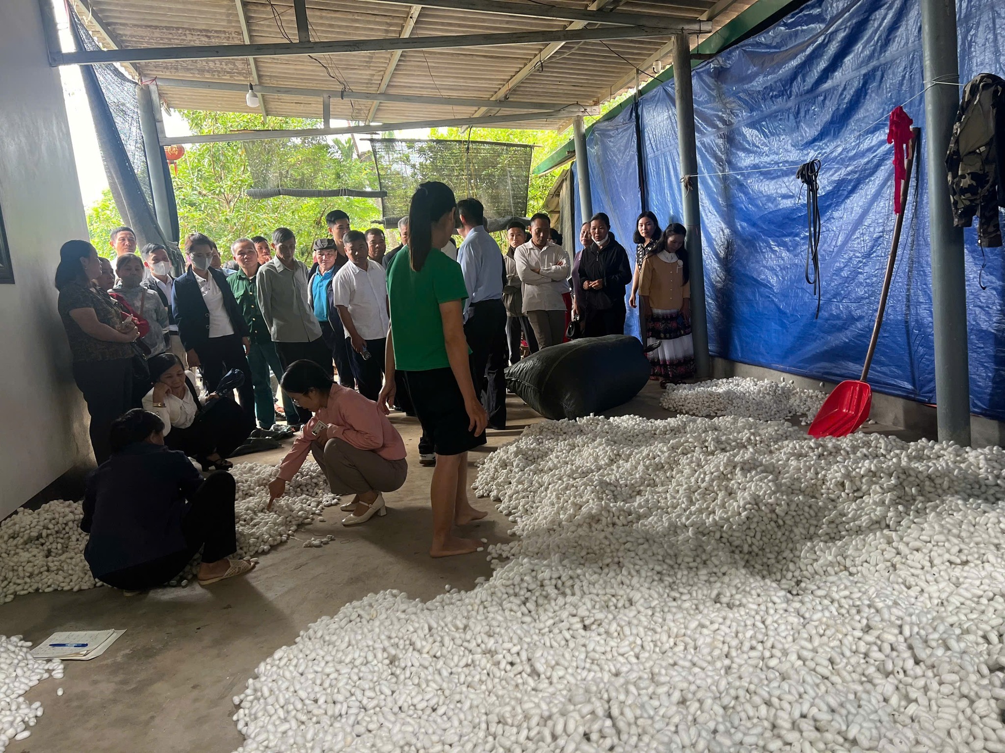 Văn Chấn học tập mô hình trồng dâu nuôi tằm tại Lào Cai: Gợi mở hướng đi mới cho giảm nghèo bền vững 1 571261627 122138348780928144 2009751461568402148 n