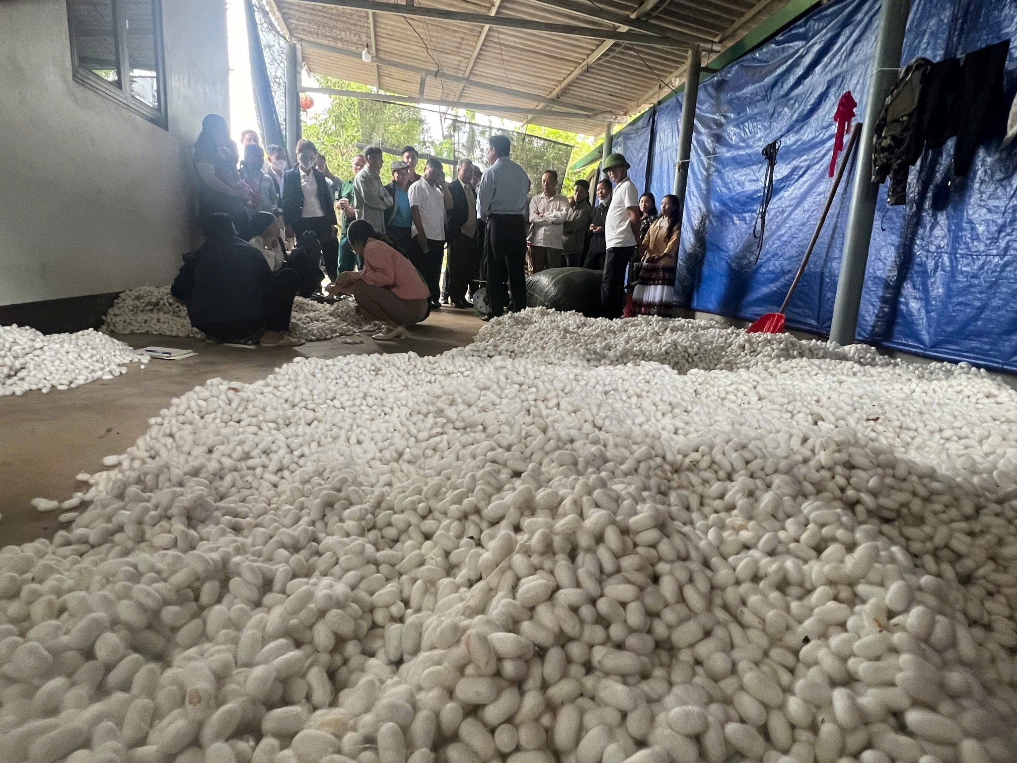 Văn Chấn học tập mô hình trồng dâu nuôi tằm tại Lào Cai: Gợi mở hướng đi mới cho giảm nghèo bền vững 2 573870614 122138348330928144 4327976526638935447 n