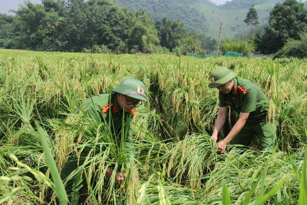 Lào Cai: Công an xã Văn Bàn cứu trợ lương thực, giúp dân đắp kè ngăn lũ 11 z7079337277508 4a2bc19573e60b824d929881d4ab2831