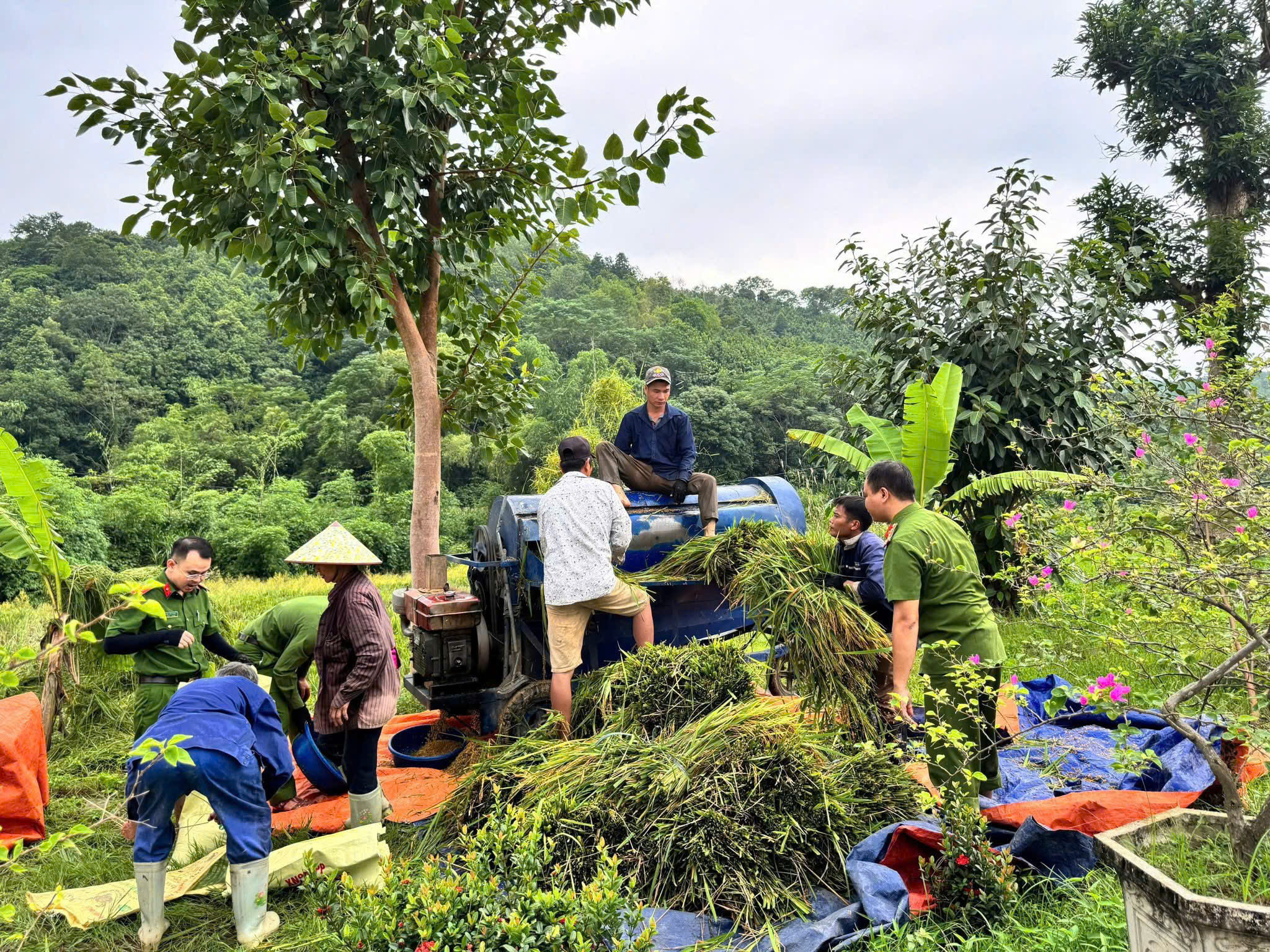 Công an xã Bảo Thắng sát cánh cùng nông dân thu hoạch lúa, chung tay ứng phó bão số 11 7 z7080536771738 681d7029d5a62f2d6100130e9162c9ef