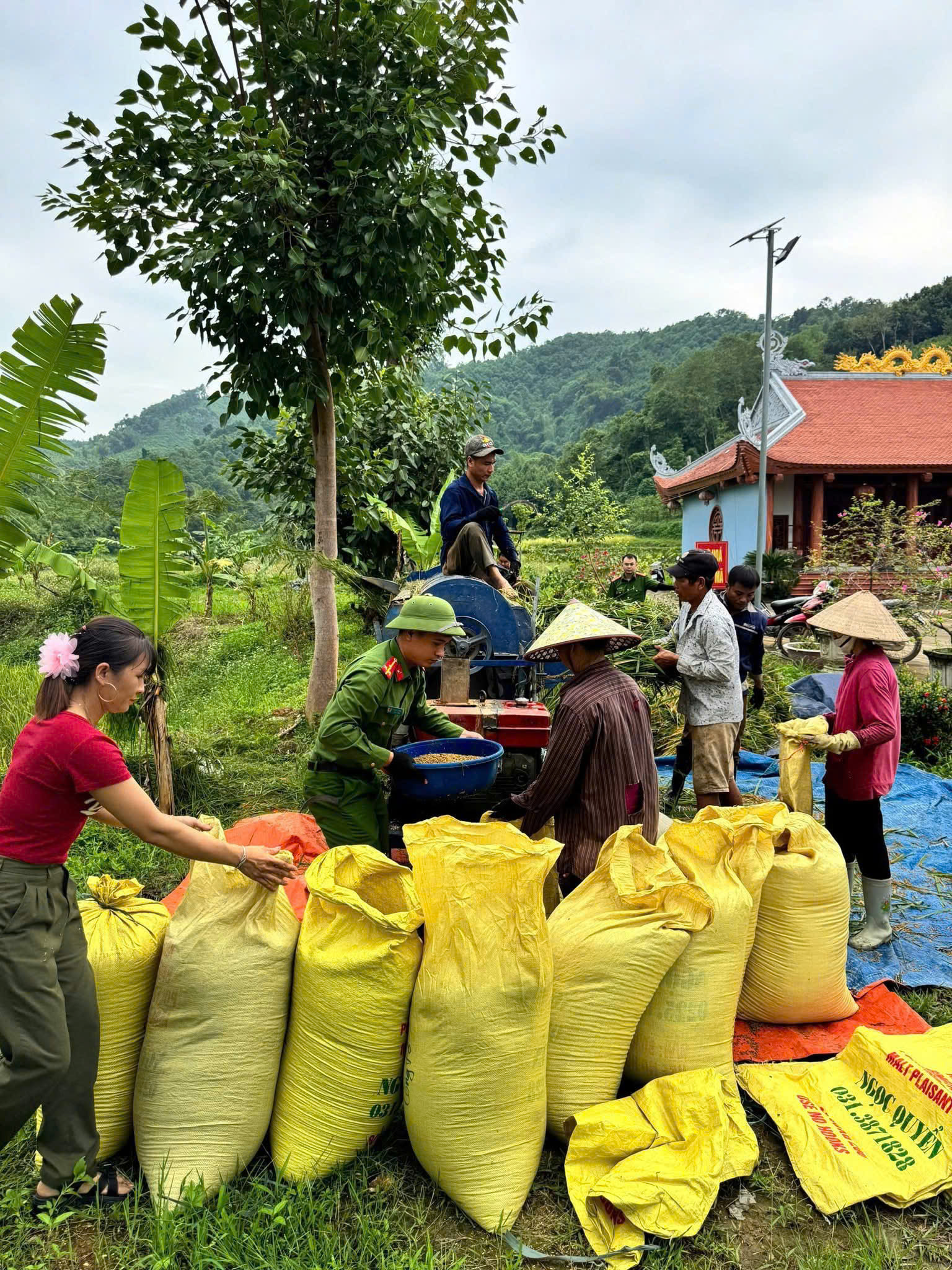 Công an xã Bảo Thắng sát cánh cùng nông dân thu hoạch lúa, chung tay ứng phó bão số 11 8 z7080536812427 d11bbe914508afd77a1cb3fe37b1c007