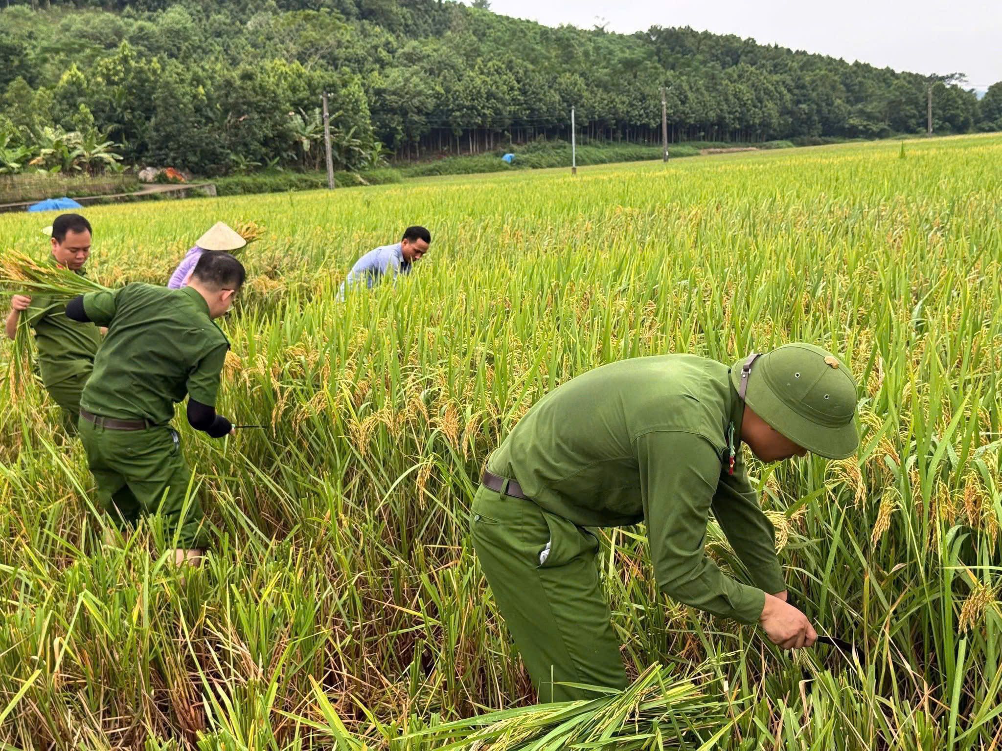 Công an xã Bảo Thắng sát cánh cùng nông dân thu hoạch lúa, chung tay ứng phó bão số 11 2 z7080536860780 050901957db3b68f0f440823dffe8363