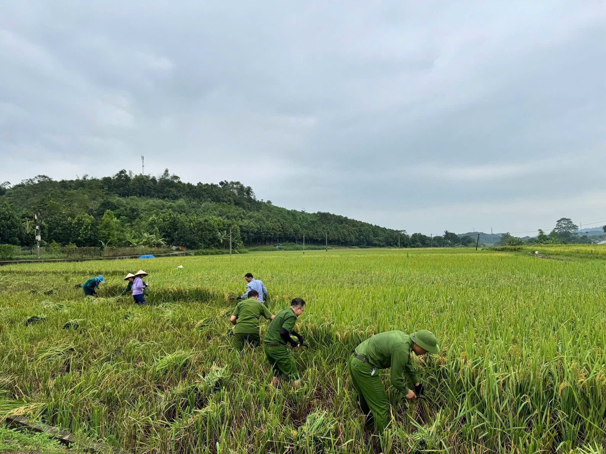 Công an xã Bảo Thắng sát cánh cùng nông dân thu hoạch lúa, chung tay ứng phó bão số 11 6 z7080536881925 9e731d4dc07349f0810d8fc7c6bcd659