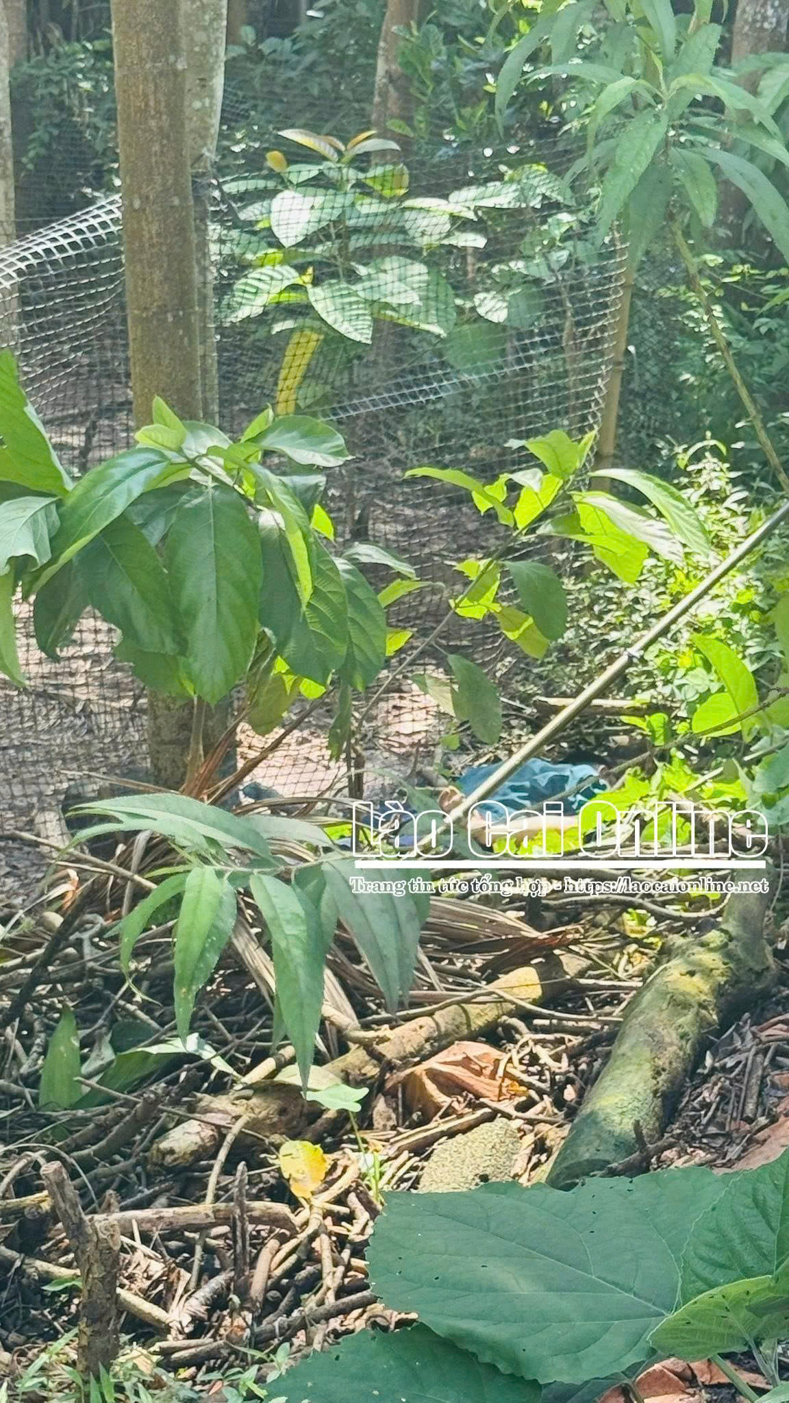 Xã Gia Phú: Người đàn ông tử vong thương tâm do điện giật khi hái cau 3 z7121938941878 09ac58d1f60527b1ed0f2860f4abc6cb