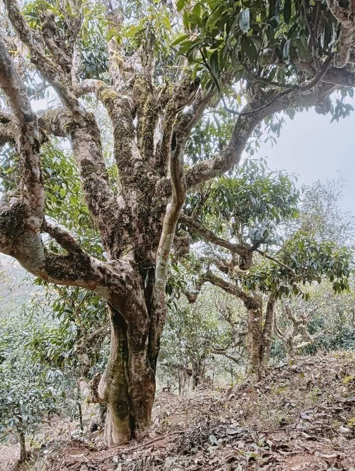 586029326 1360886432495159 9221167145540388561 n