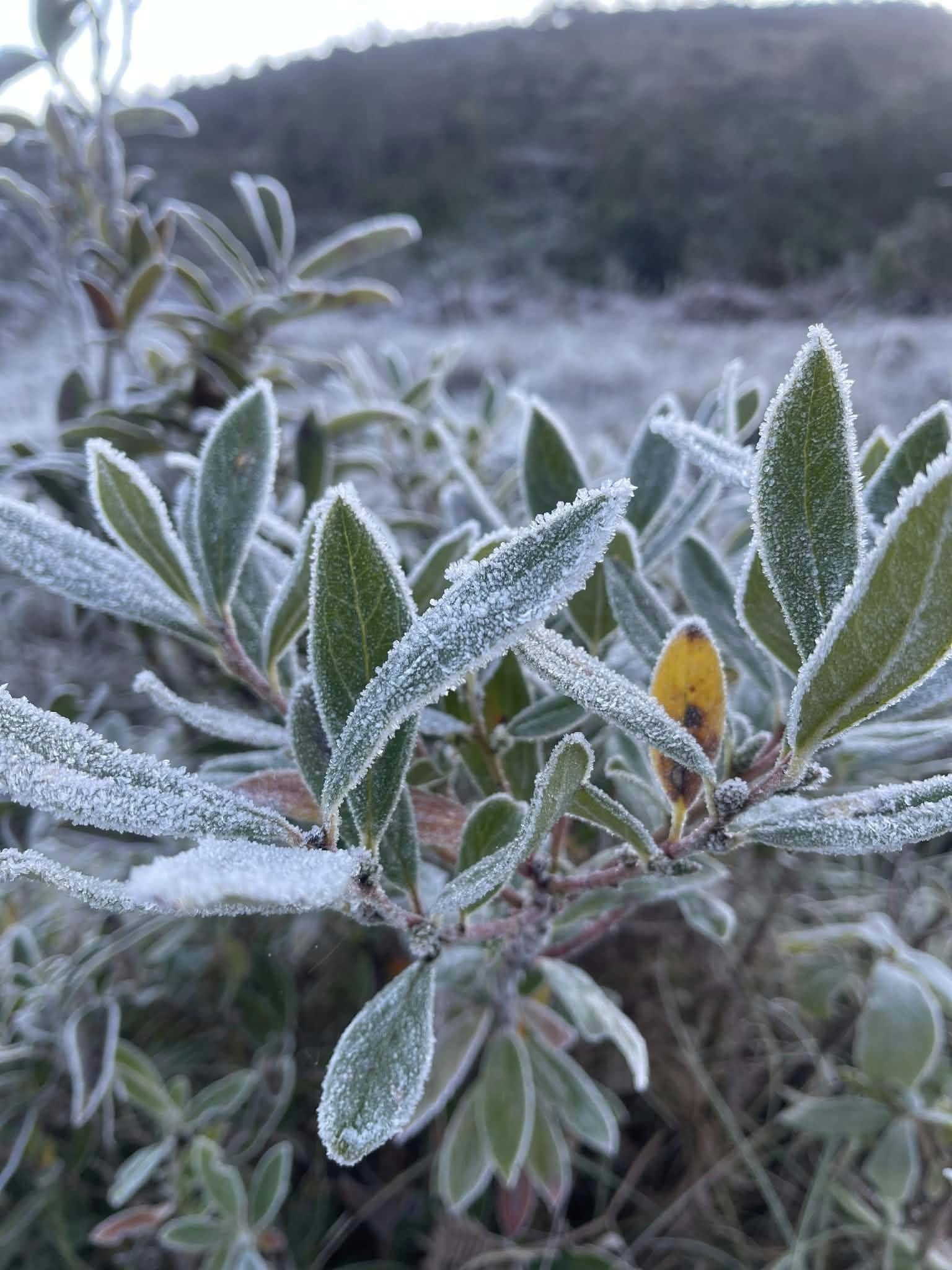 Lào Cai: Không khí lạnh tăng cường, Y Tý xuất hiện băng tuyết 3 589021713 122201498294539461 8573535640084234143 n