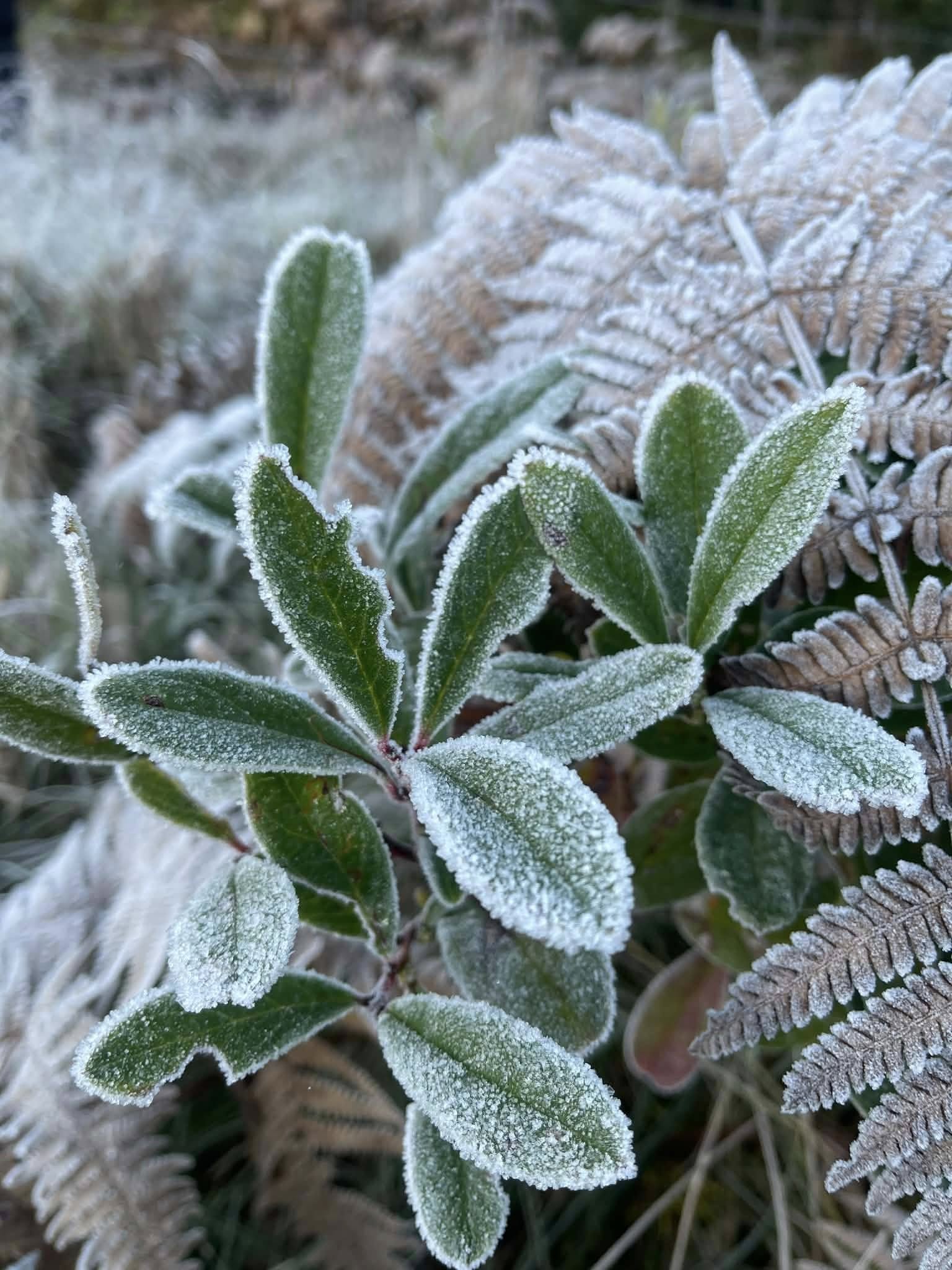 Lào Cai: Không khí lạnh tăng cường, Y Tý xuất hiện băng tuyết 5 589171146 122201498330539461 6042063959071717484 n
