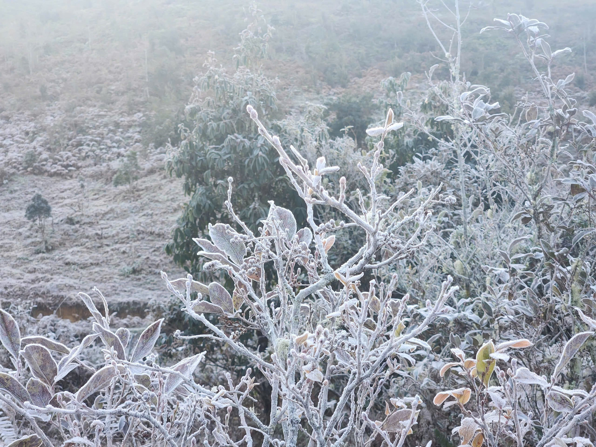 bang gia y ty lao cai 7