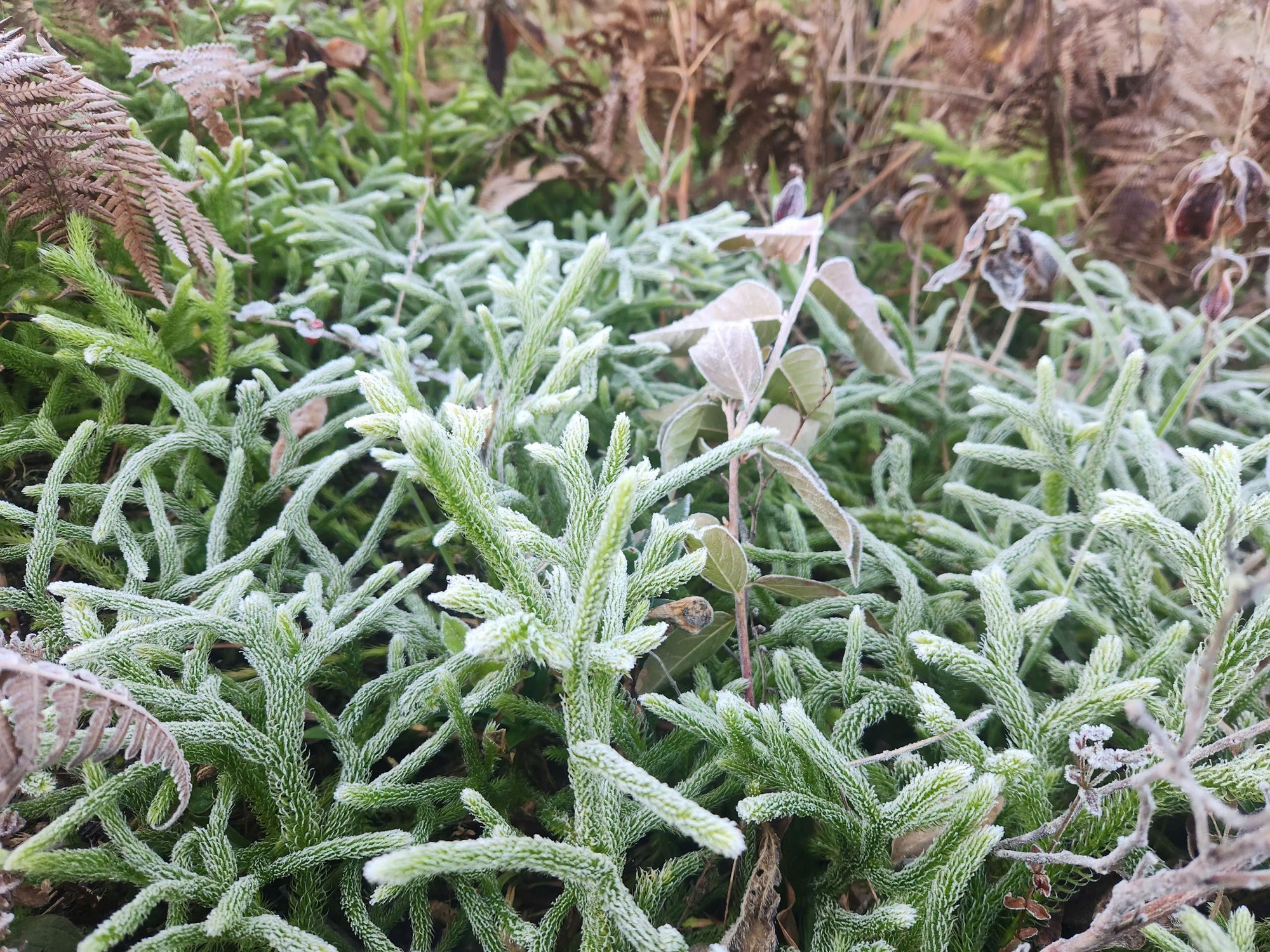 bang gia y ty lao cai 8