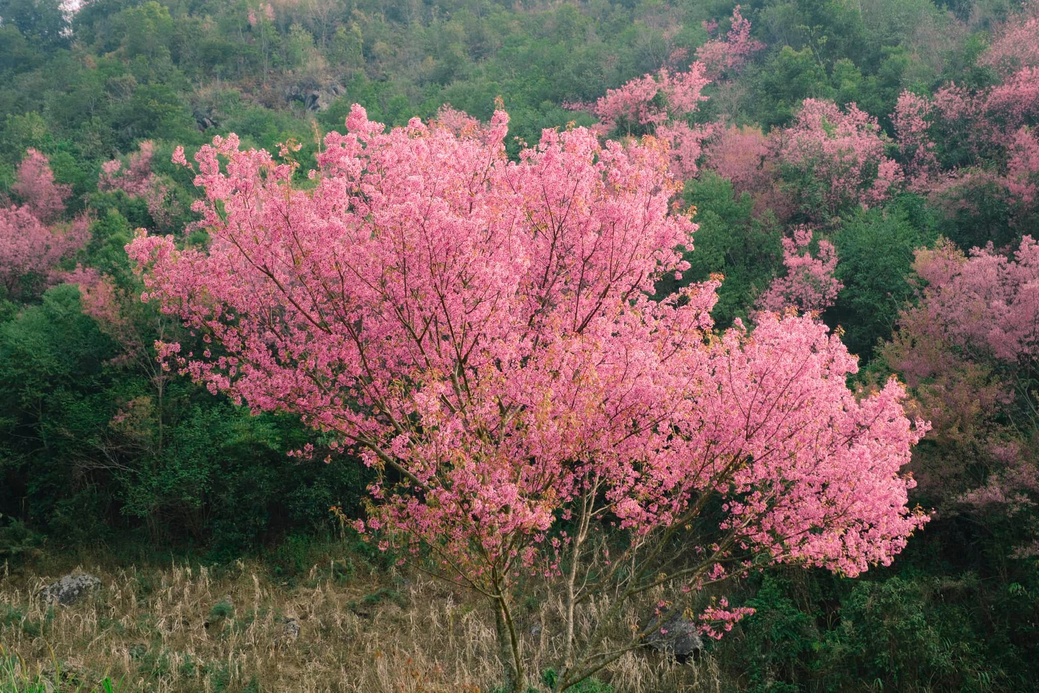Có hẹn với Mù Cang Chải trong những ngày Xuân rực rỡ 2026 5 481078795 939710424816948 897405393128499662 n