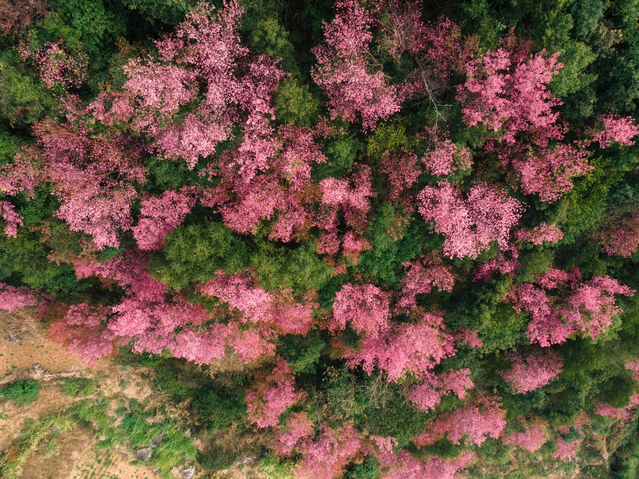 Có hẹn với Mù Cang Chải trong những ngày Xuân rực rỡ 2026 6 481083316 939710544816936 6519365888539986009 n