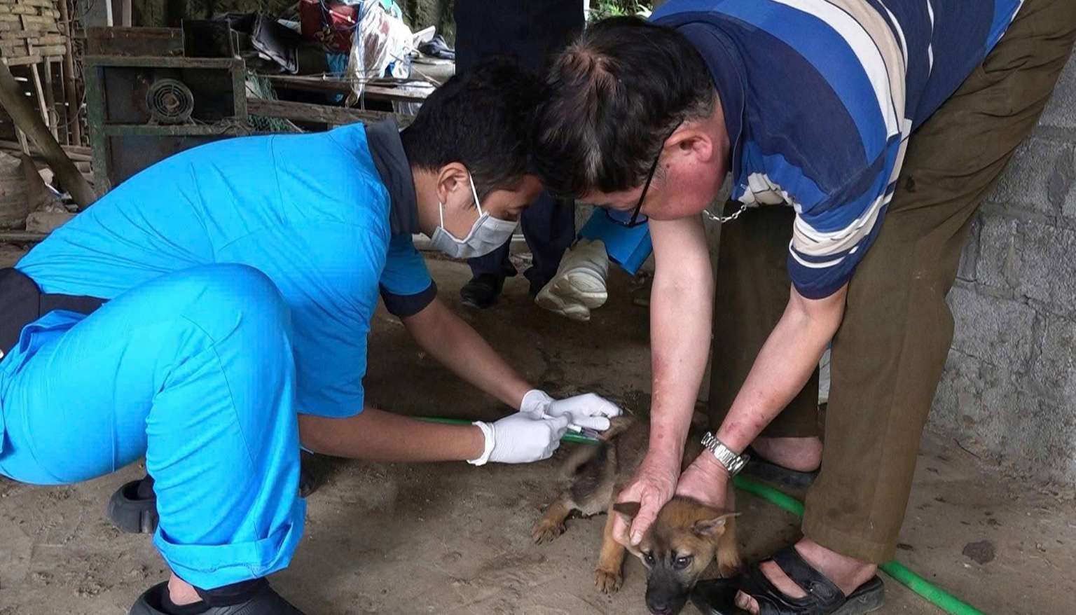Yên Thành tổ chức khám và tiêm phòng dại miễn phí cho vật nuôi: Chung tay bảo vệ sức khỏe cộng đồng 10 E7F34DD8 1E66 46FF 8A5C 6E1CBD54D36B