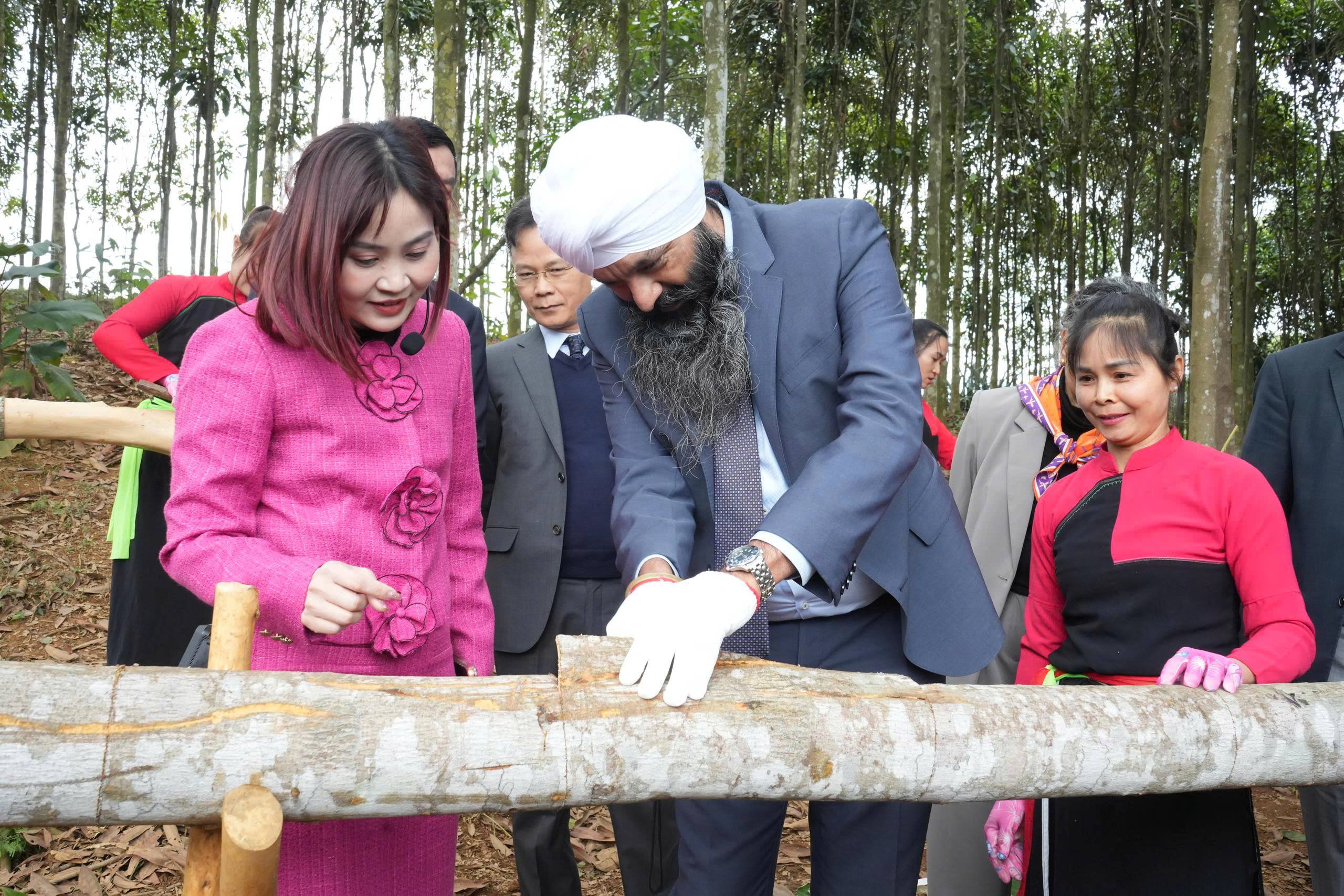 Từ rừng quế Trấn Yên đến mô hình phát triển bền vững được Canada quan tâm 2 56c1c730 c341 4635 b517 efa5af9c9831