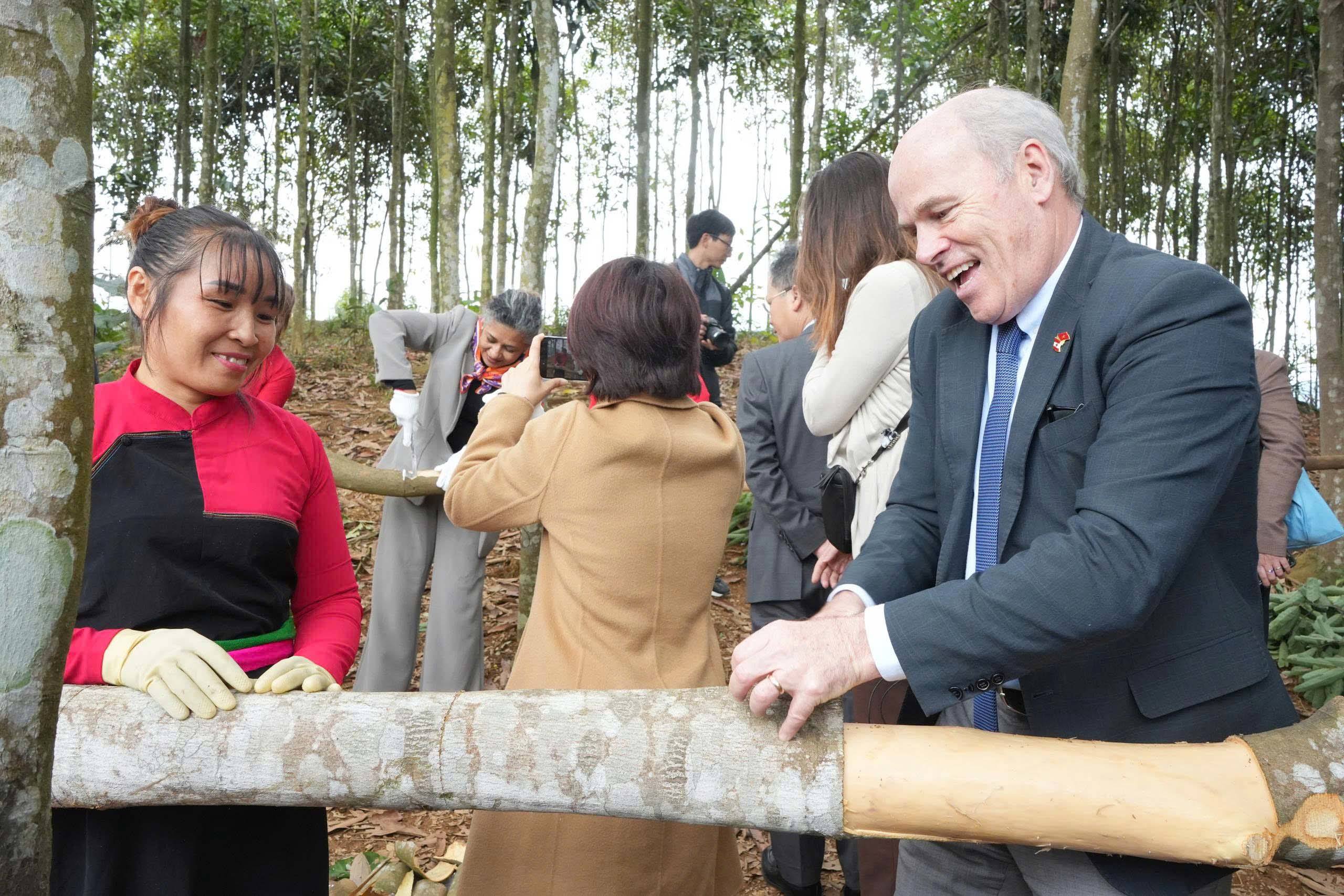 Từ rừng quế Trấn Yên đến mô hình phát triển bền vững được Canada quan tâm 3 91f15c8d a18c 48d0 8a47 a7d318a13155