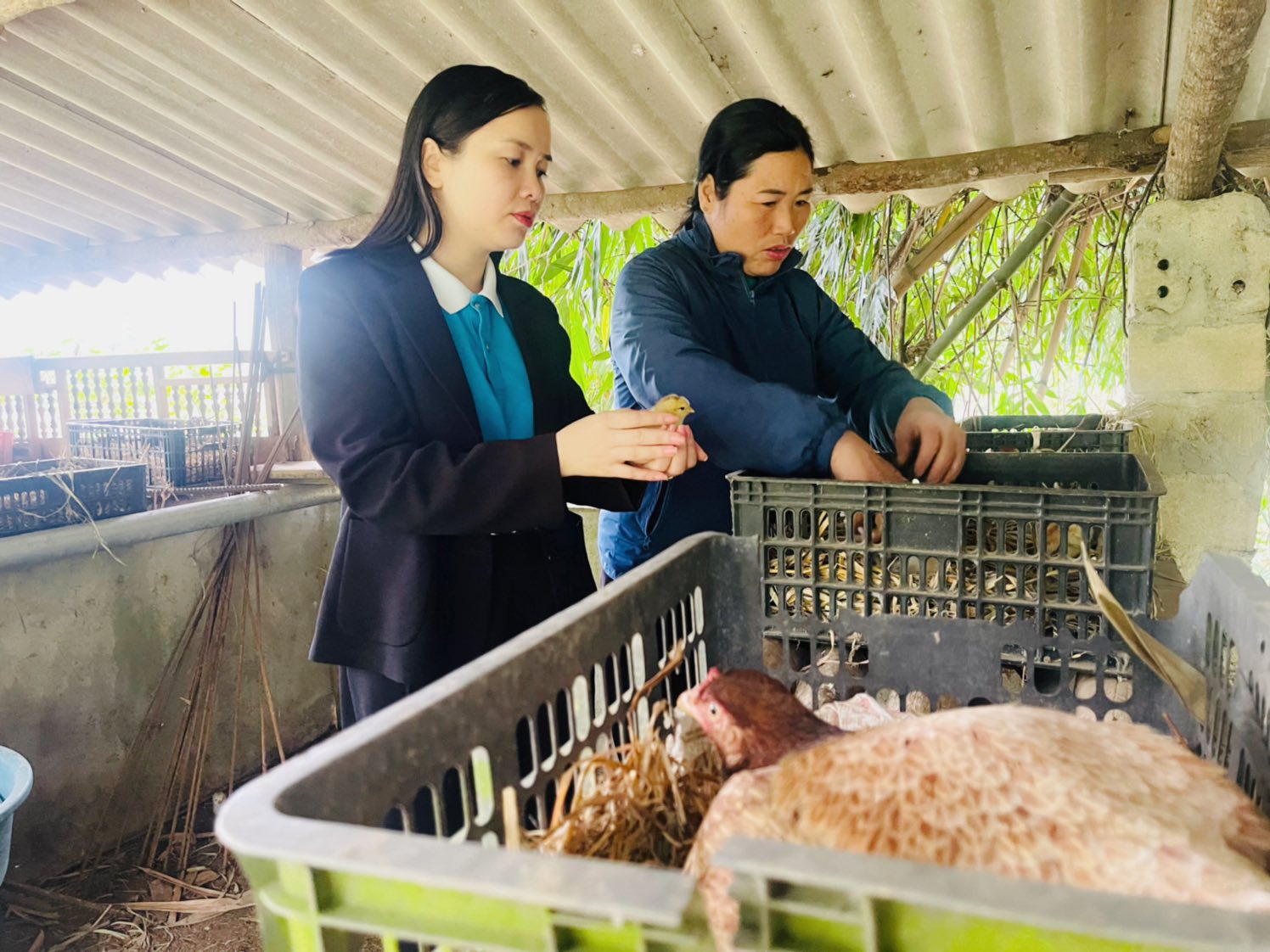 Tiếp sức phụ nữ Bảo Yên phát triển sinh kế từ nguồn vốn liên kết sản xuất kinh doanh 3 Can bo Hoi LHPN xa Bao Yen truc tiep kiem tra tham mo hinh chan nuoi ga cua hoi vien phu nu