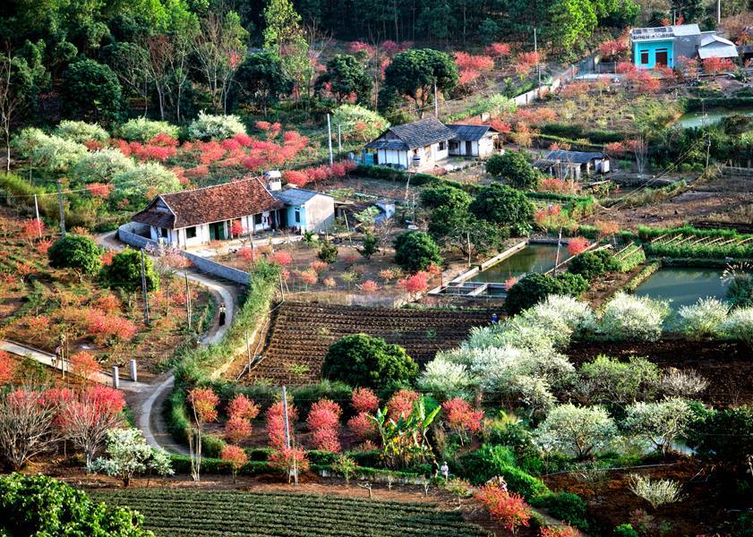 “Sắc xuân hội tụ” rực rỡ tại phường Trung Tâm trong ngày đầu năm mới 1 Sac xuan hoi tu ruc ro tai phuong Trung Tam trong ngay dau nam moi