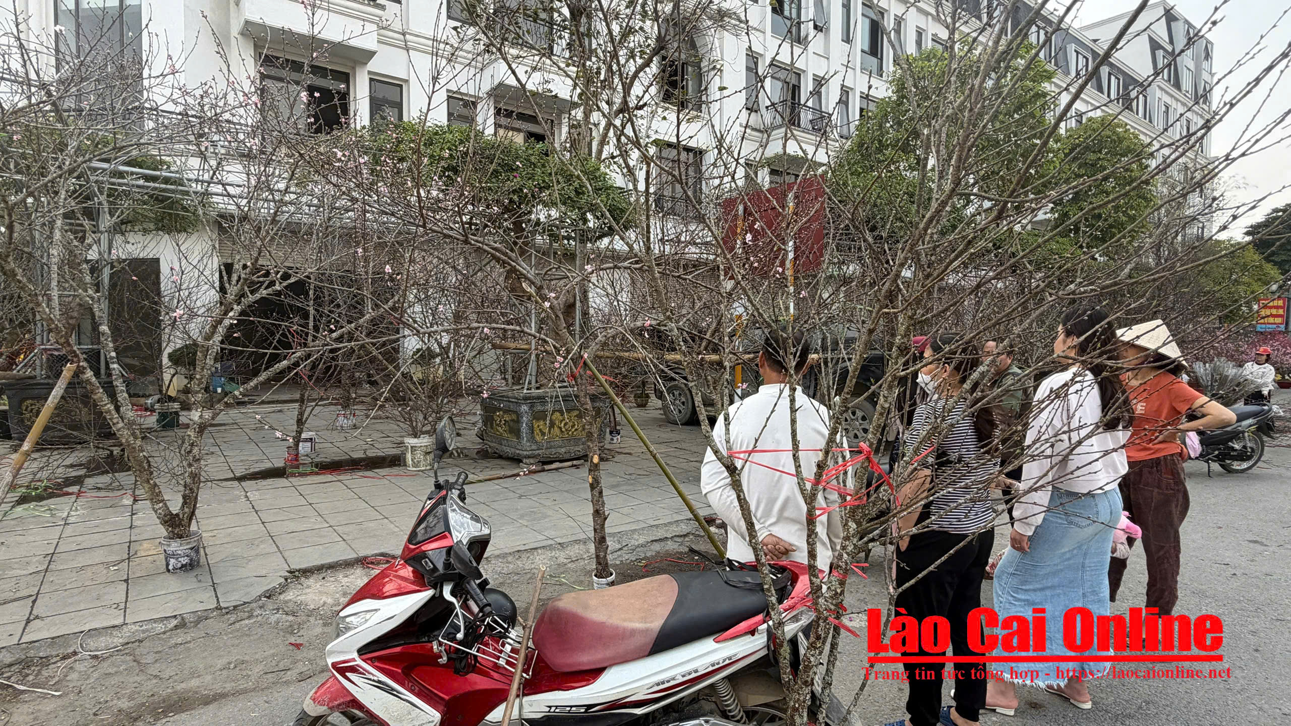 Những cành đào đã nở rộ hoa được đồng bào vùng cao mang ra chào bán. Ảnh Du Kỷ