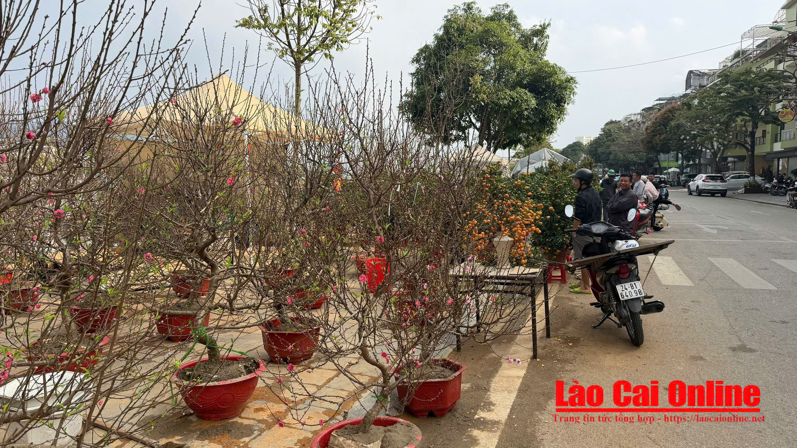 Đào thế, đào chậu được bày bán chủ yếu tại khu vực bờ kè đường An Dương Vương. Ảnh Du Kỷ