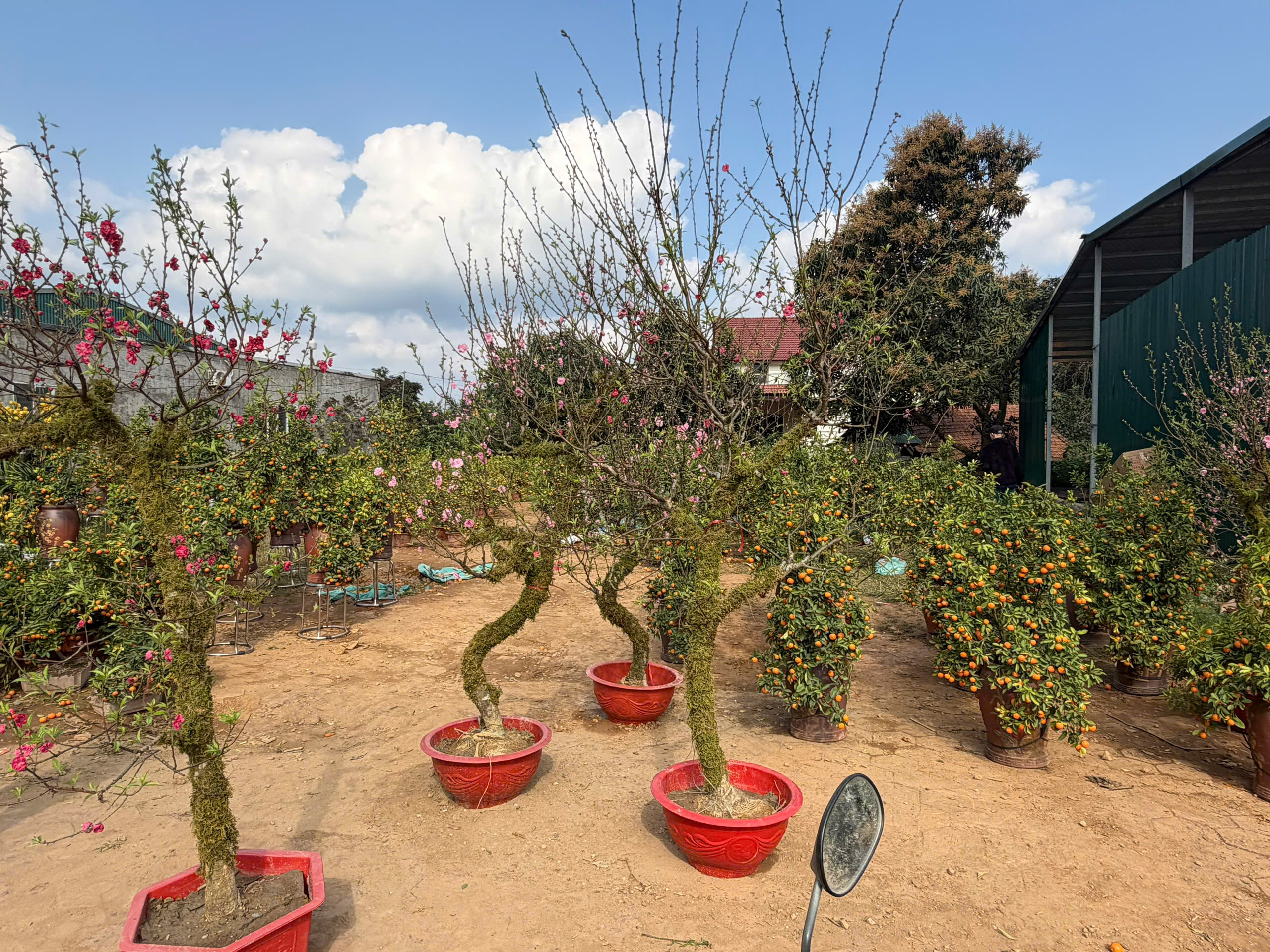 Những chậu đào khoe sắc được bày bán dọc tuyến đường. Ảnh Du Kỷ