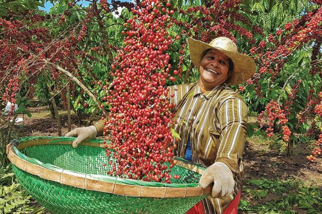 havest coffee 650x433 1