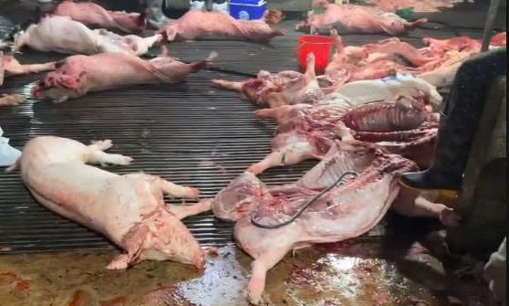 Hà Nội Khởi Tố 8 Bị Can Trong Đường Dây Giết Mổ, Tiêu Thụ Lợn Mắc Dịch Tả Châu Phi 2 Lợn dịch được các đối tượng giết mổ mang đi tiêu thụ.