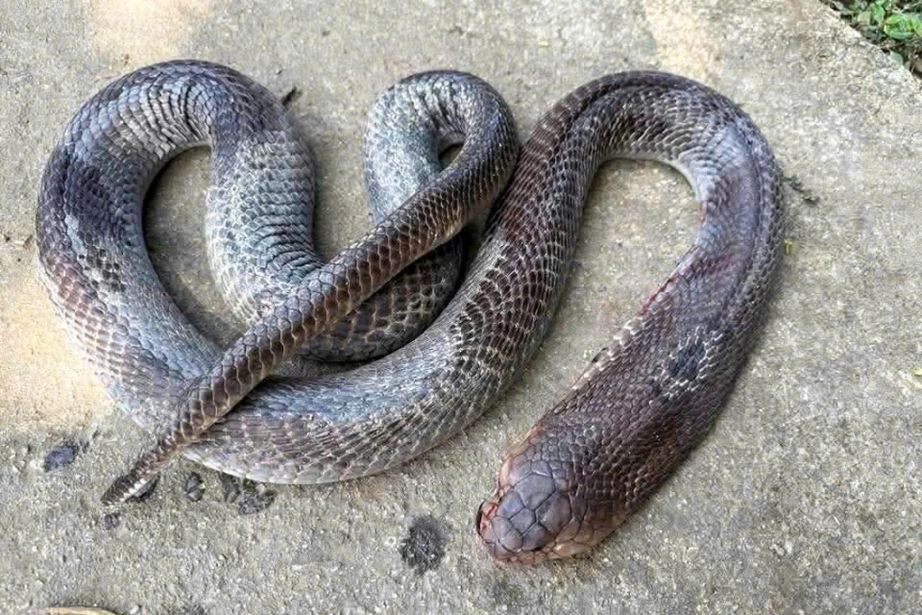 Con rắn được người dân chụp hình lại (Ảnh: Vỹ Nguyễn).