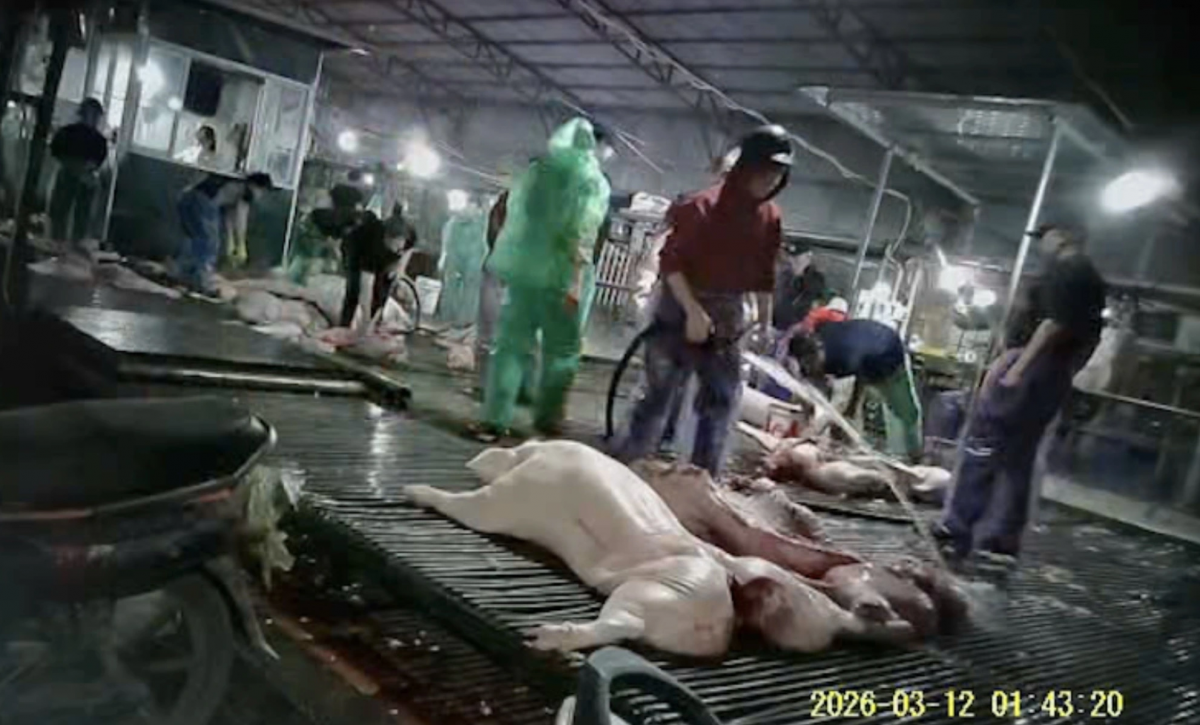 300 tan thit lon nhiem benh 2