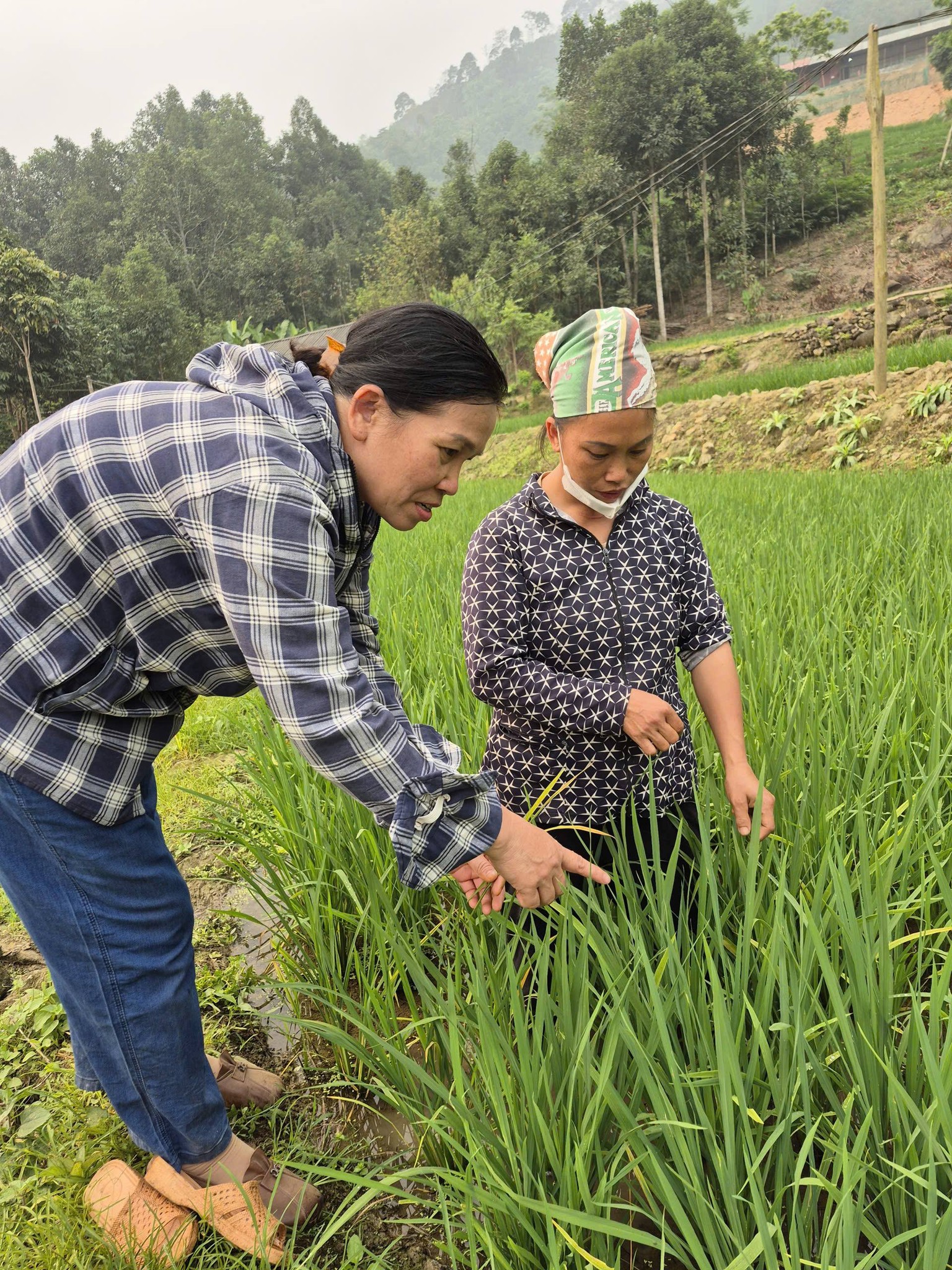 Nông Dân Sơn Lương Chủ Động Chăm Sóc Và Bảo Vệ Diện Tích Lúa Đông Xuân 1 Cán Bộ Kỹ Thuật Hướng Dẫn Nông Dân Cách Nhận Biết Các Dấu Hiệu Của Bệnh Đốm Sọc Vi Khuẩn Và Đạo Ôn Trên Lá Lúa.