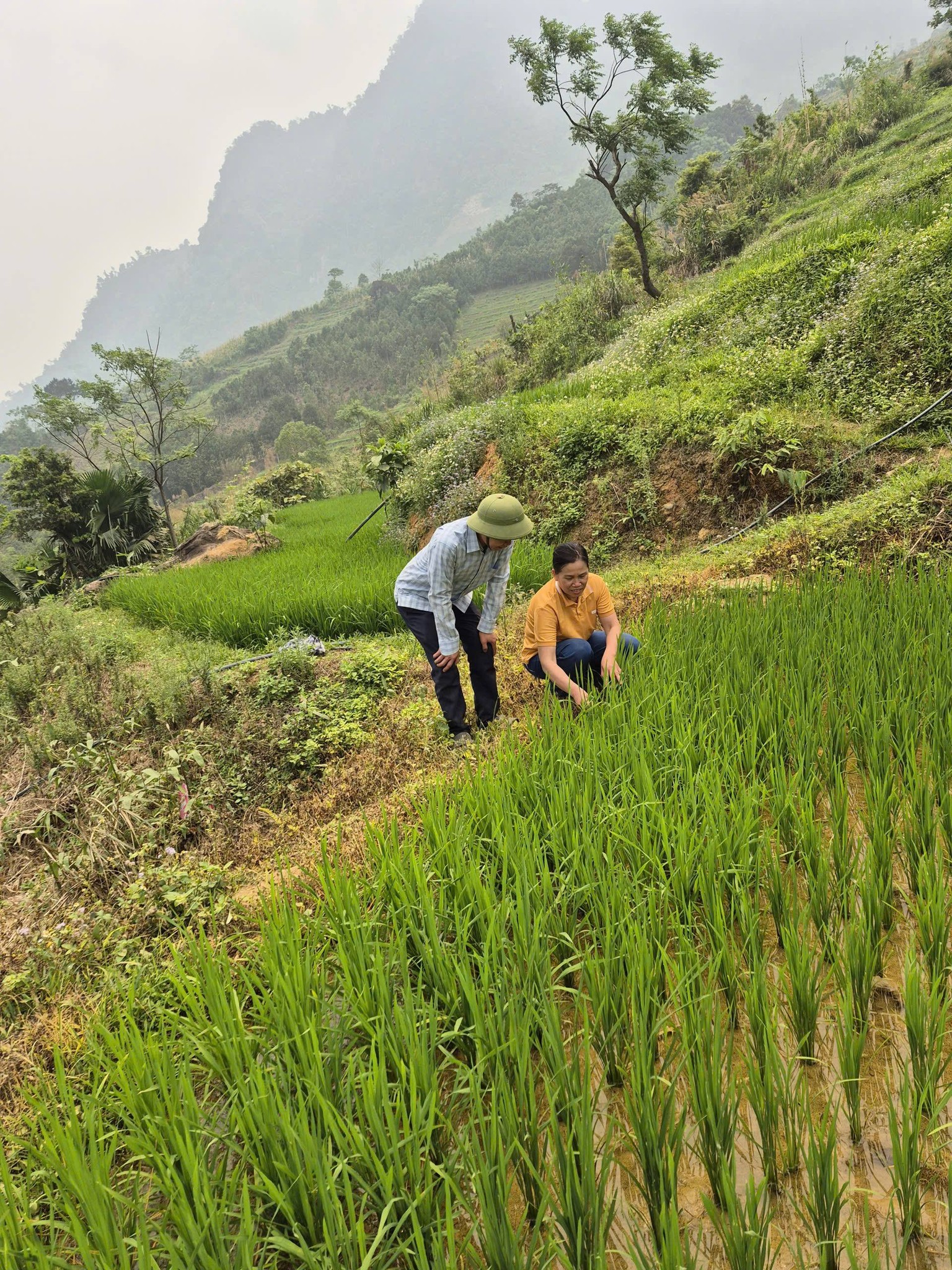 Nông Dân Sơn Lương Chủ Động Chăm Sóc Và Bảo Vệ Diện Tích Lúa Đông Xuân 2 Cận Cảnh Công Tác Kiểm Tra Sâu Bệnh Trên Các Trà Lúa Cấy Sớm Tại Xã Sơn Lương, Tỉnh Lào Cai.