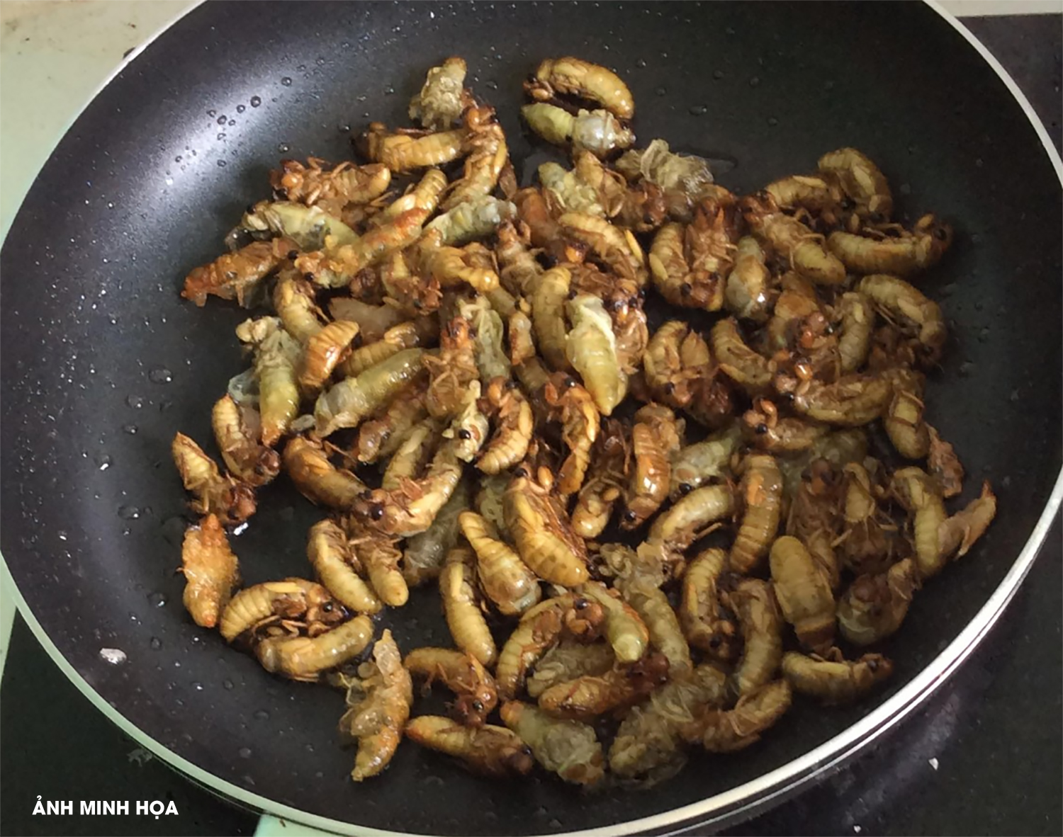 683409481 1293044916343941 7213799040704089379 n