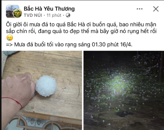 Mưa đá bất ngờ rạng sáng, người trồng mận Bắc Hà lao đao vì quả rụng hàng loạt 2 Người dân xót xa khi mưa đá bất ngờ trút xuống đúng thời điểm mận vào mùa chín rộ, khiến nhiều quả bị dập nát, rơi rụng trắng vườn, thiệt hại nặng nề cho bà con nông dân. Ảnh chụp màn hình